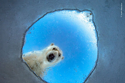 Sonntagsführung: Wildlife Photographer of the Year