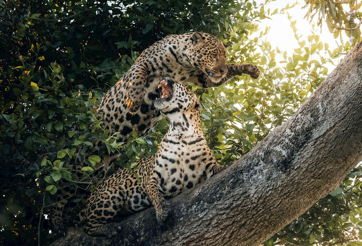 Familienrundgang Wildlife Photographer of the Year
