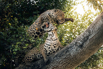 Familienrundgang Wildlife Photographer of the Year