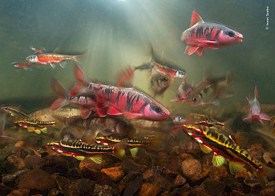 Sunday Guided Tour in English Wildlife Photographer of the Year
