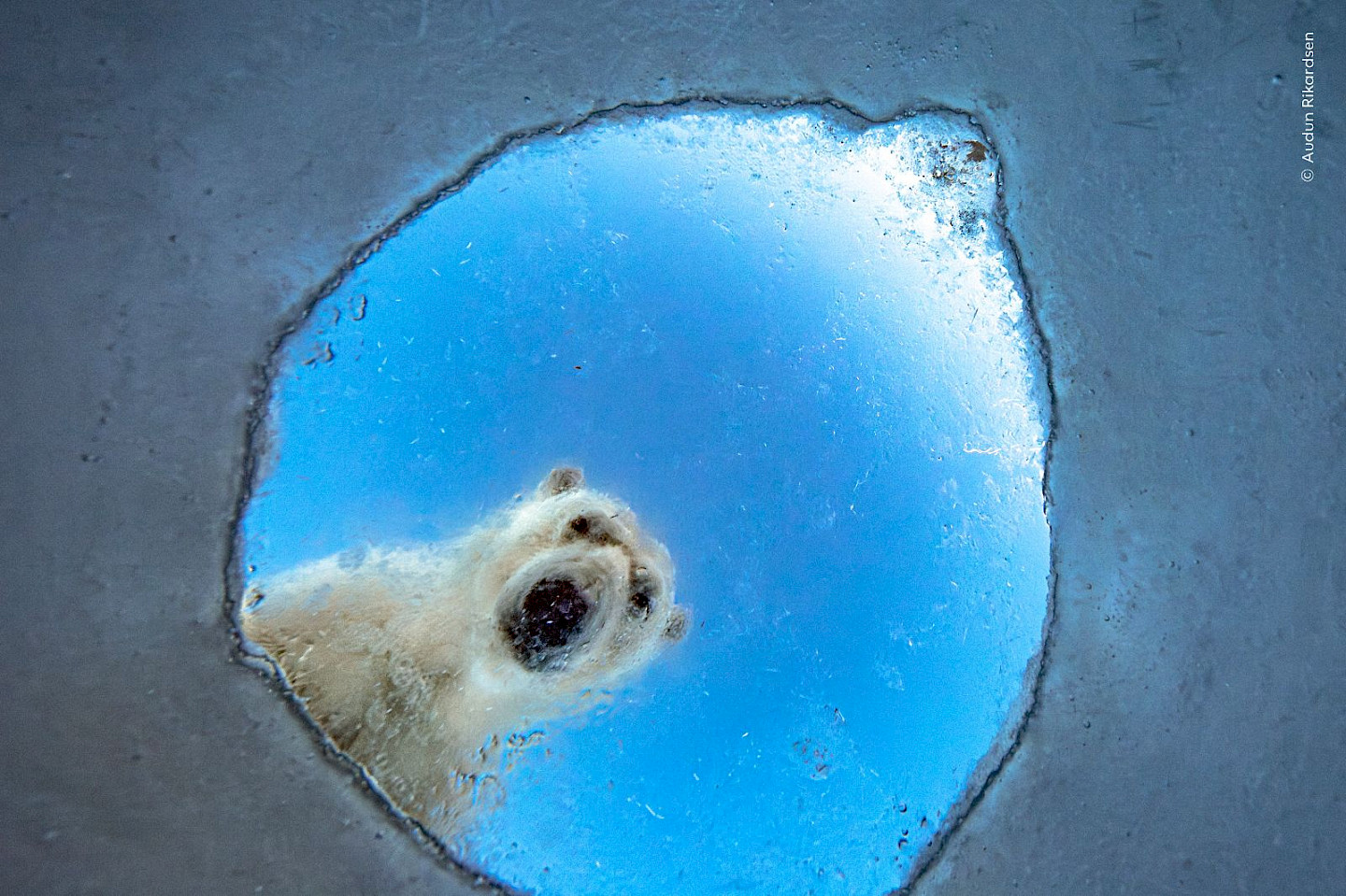 Führung mit Gebärdendolmetscherin: Wildlife Photographer of the Year