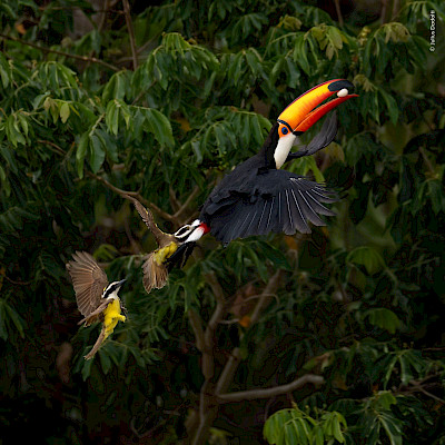 Visite guidée en français: Wildlife Photographer of the Year